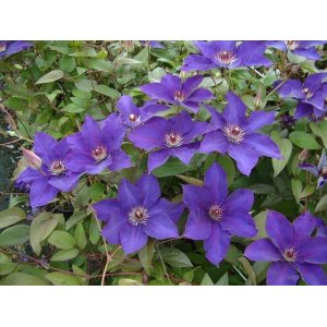 Plamienok (Clematis) ´THE PRESIDENT´ - výška 40-60 cm, kont. P17
